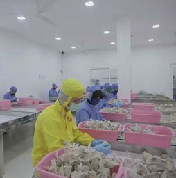 怎么鑒別燕窩的真假 怎么辨別燕窩的好壞 怎么做燕窩一次成功